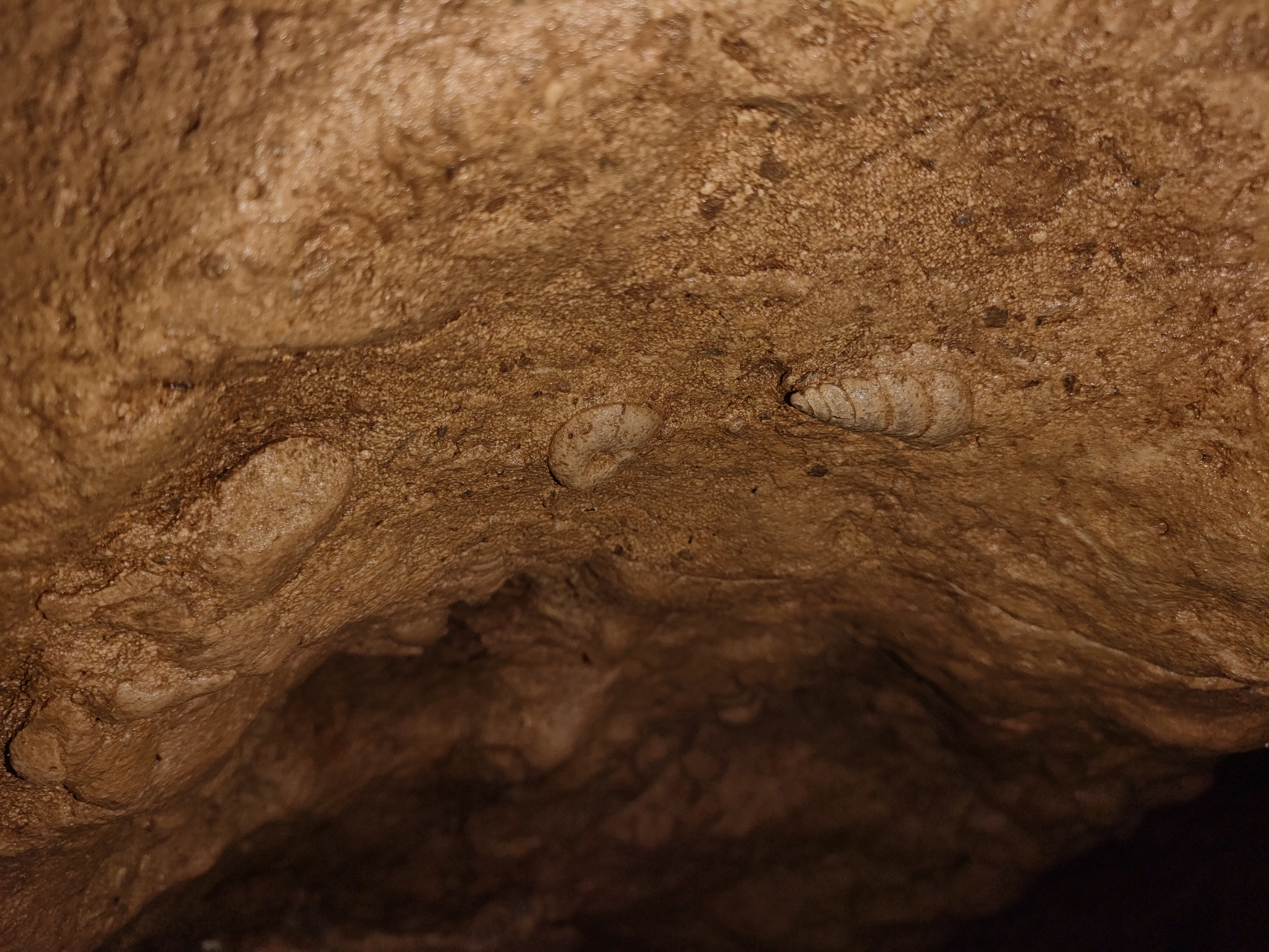 Beautiful Meghalaya - 8 Days in Scotland of the East 11 Fossils at Arwah Caves, Meghalaya