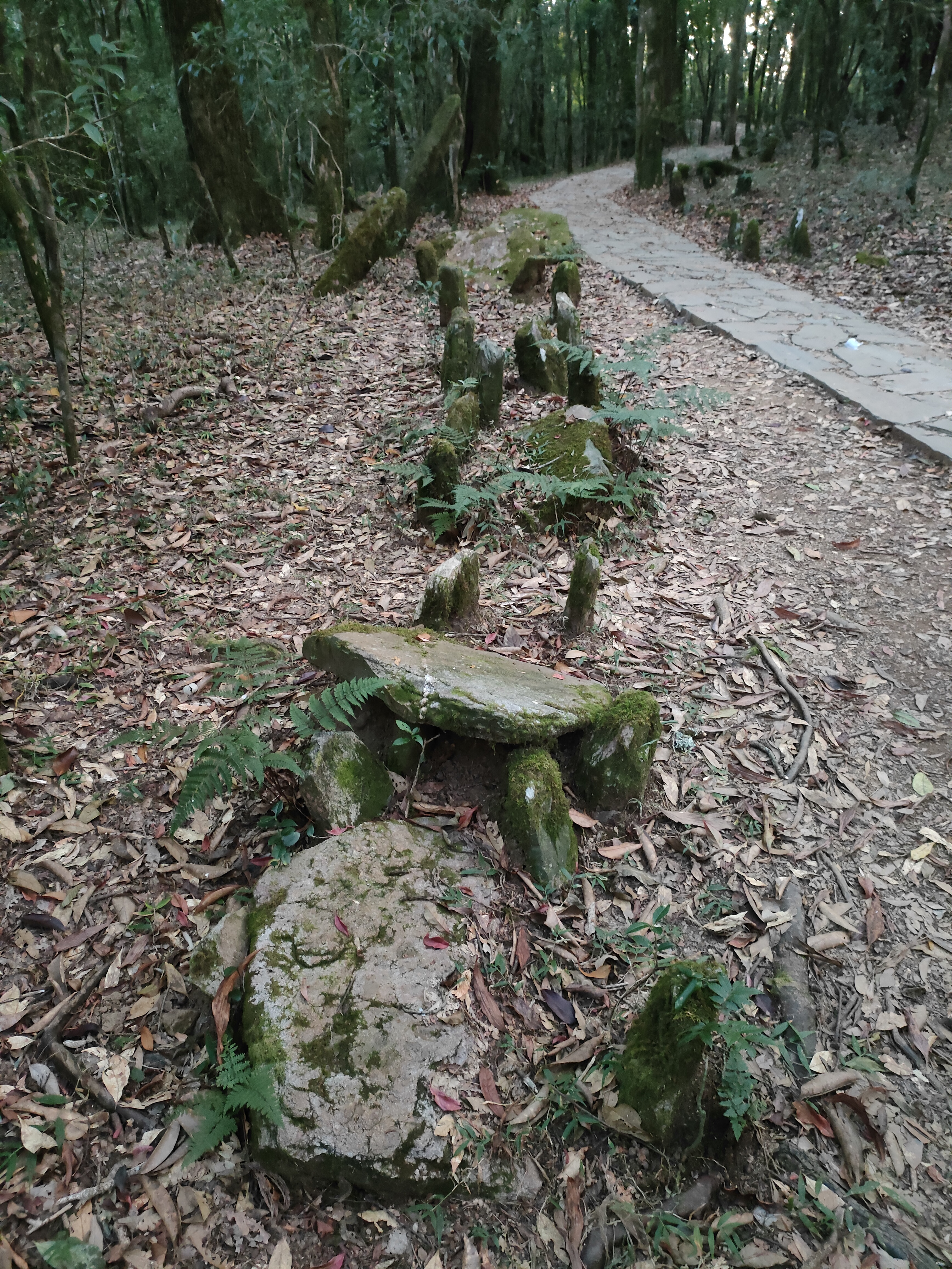 Beautiful Meghalaya - 8 Days in Scotland of the East 24 scared forest ritualsite
