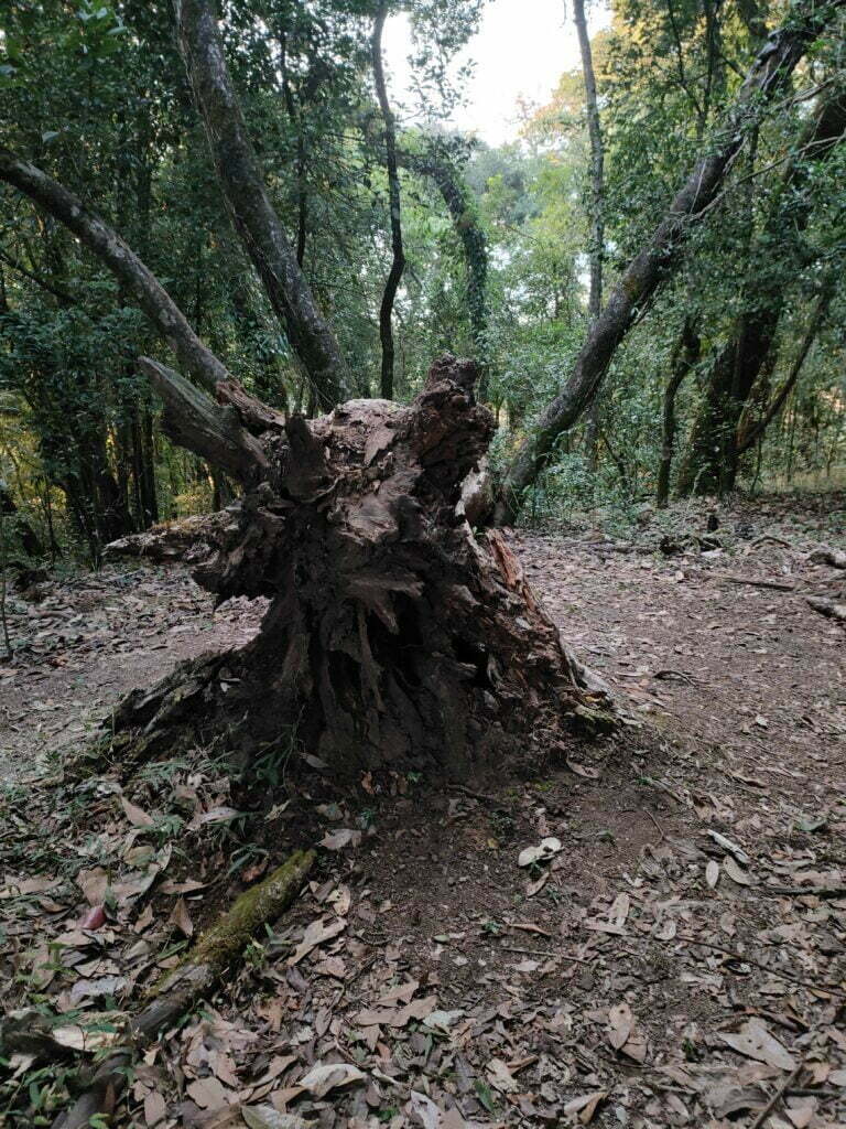 Beautiful Meghalaya - 8 Days in Scotland of the East 22 scared forest tree