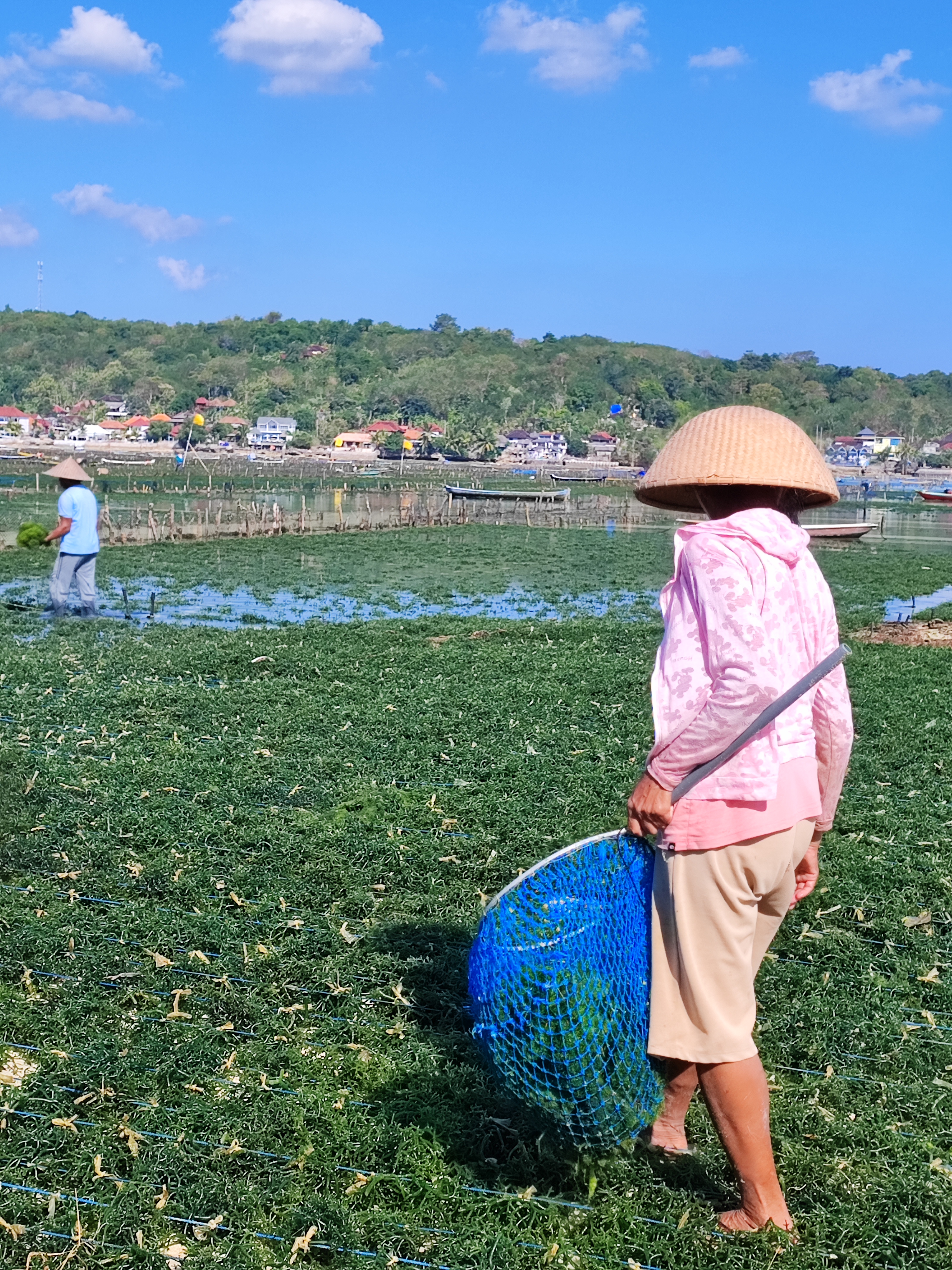 Bali - 14 Adventurous days on the Island of the Gods with breathtaking views 53 sea weed farming