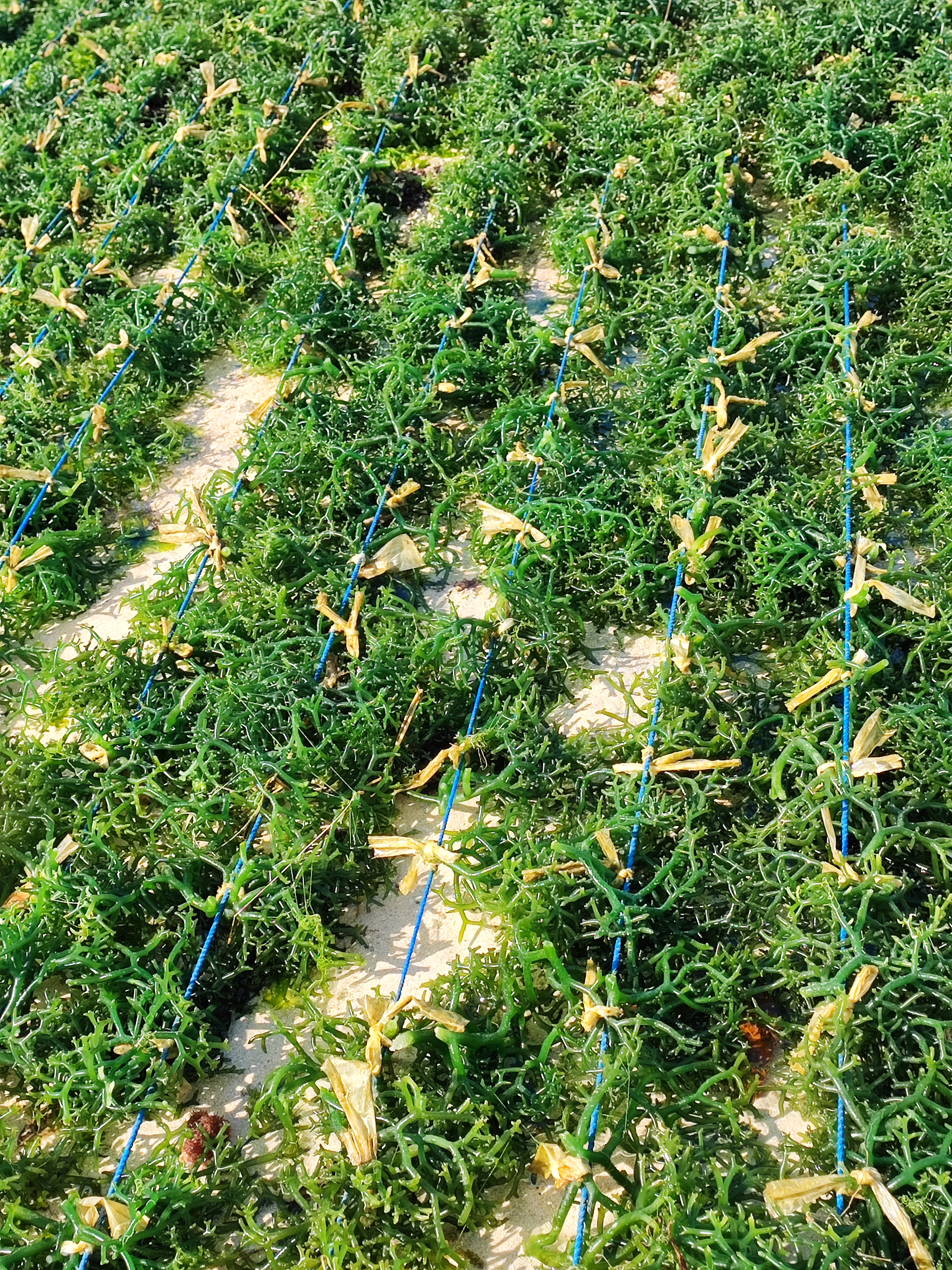 Bali - 14 Adventurous days on the Island of the Gods with breathtaking views 52 sea weed farming