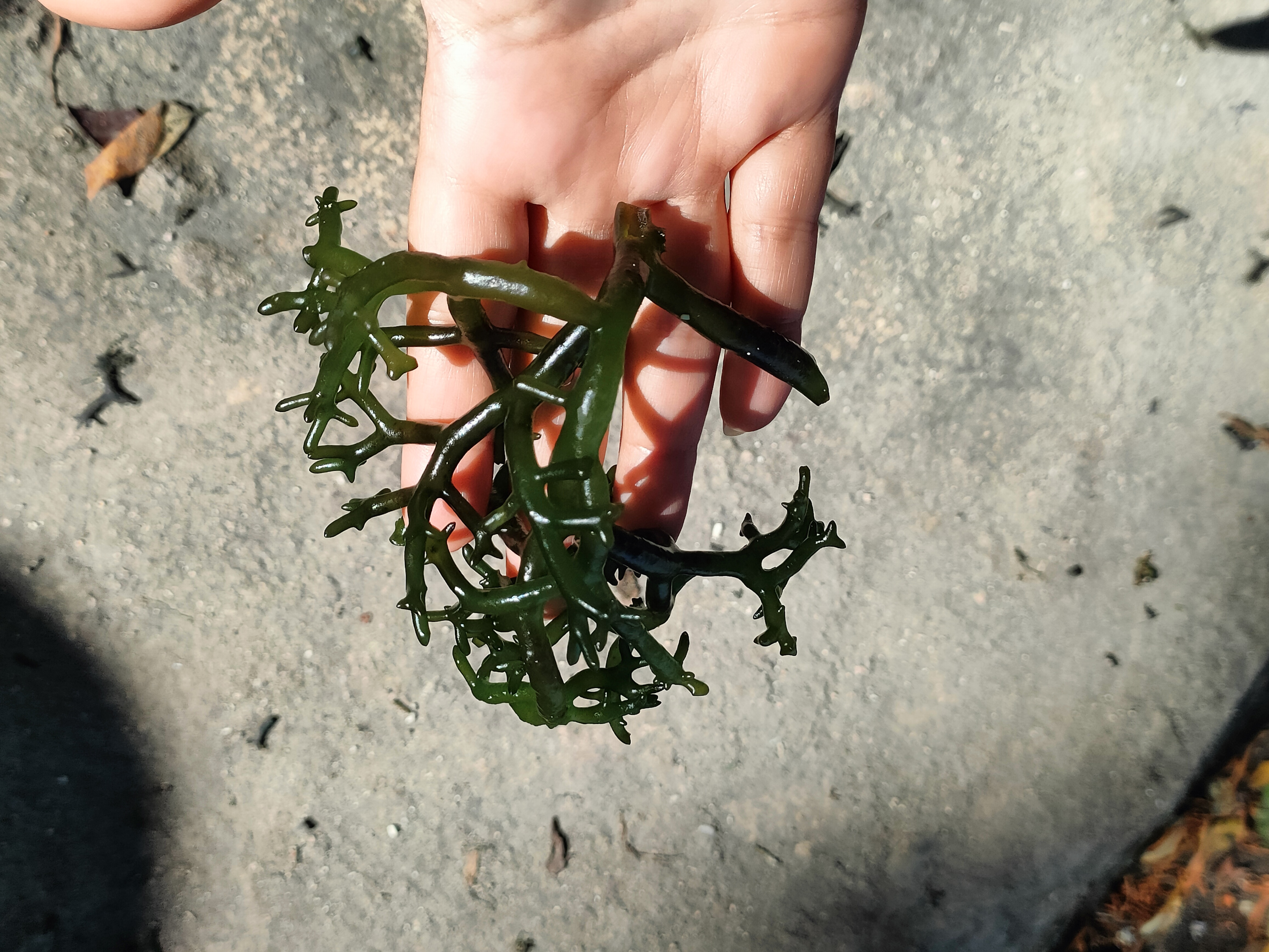 Bali - 14 Adventurous days on the Island of the Gods with breathtaking views 54 sea weed