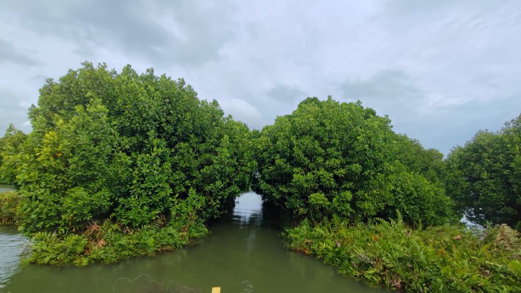 munroe elephant mangroves