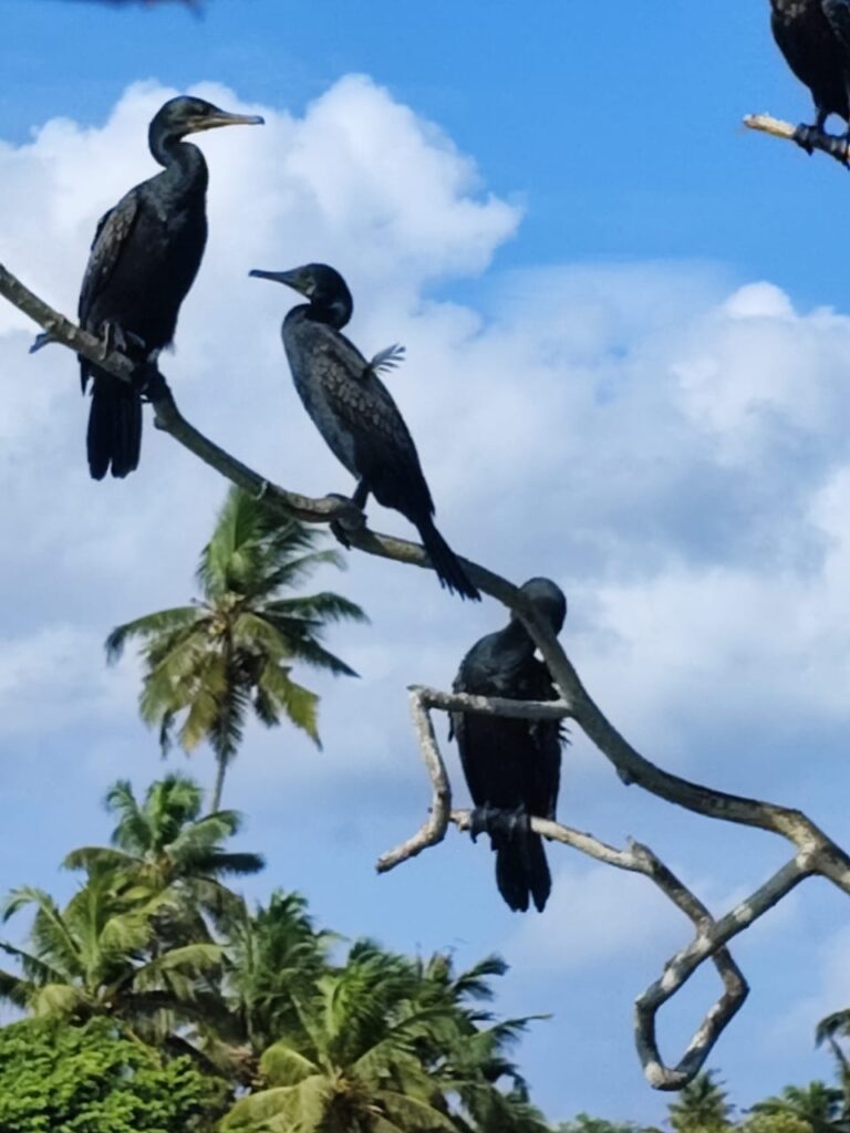 poovar backwater3